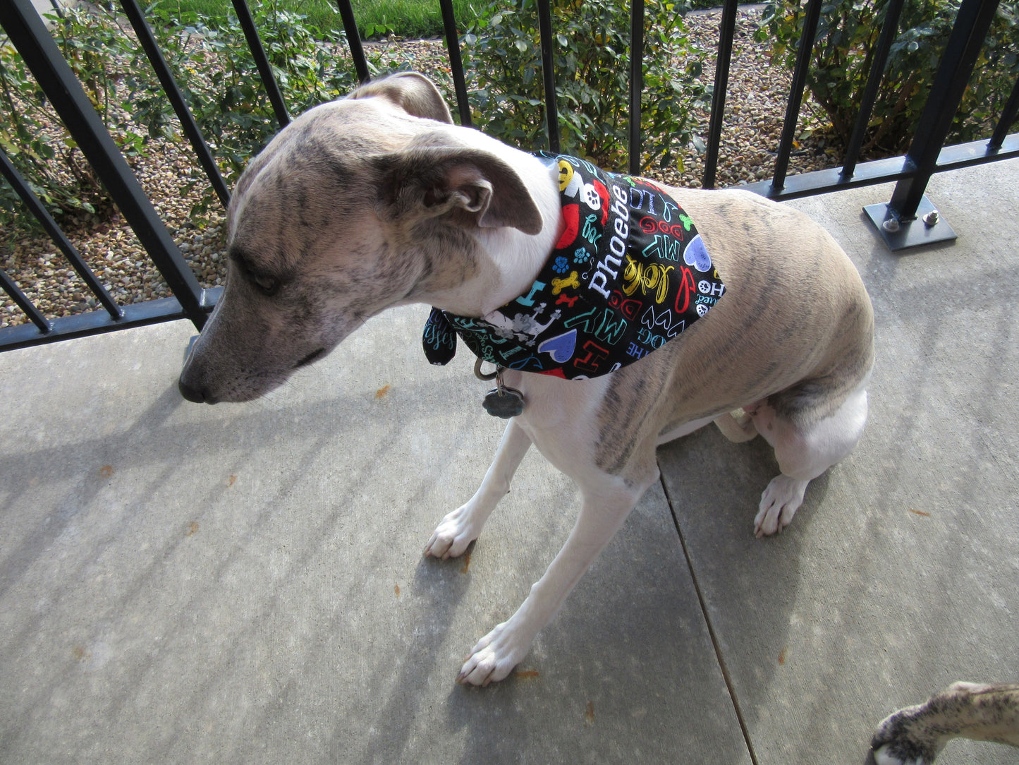 Sandy's Bandana -  Tie Style - Sizes XL & Large